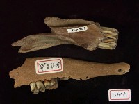 新竹花鹿下顎骨及野豬下頜骨化石藏品圖，第3張